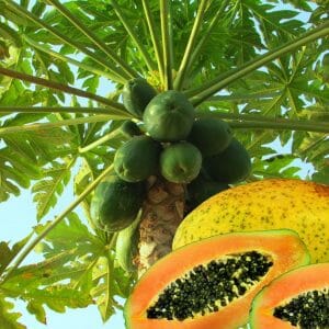 Papaya, europäische Ernte